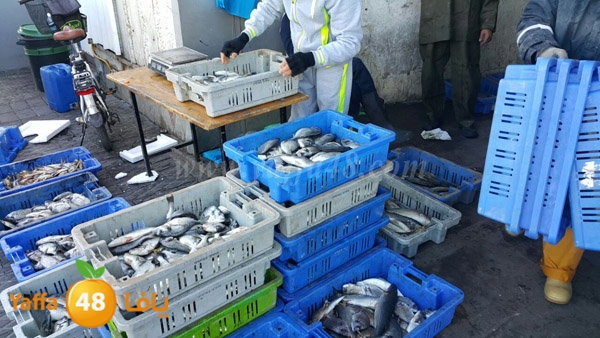 samak yaffa 3j53 (14).JPG